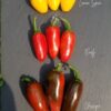 Comparatif de trois jalapeno variété : Spice Lemon, Early et Classique.