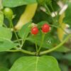 Piment Cumari Red