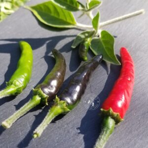 Piment Acrata