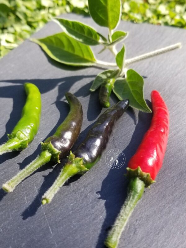 Piment Acrata