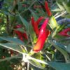 Piment Acrata el Viagra / aka Goat's Weed – Image 3