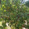 Piment Acrata el Viagra / aka Goat's Weed – Image 4