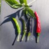 Piment Acrata el Viagra / aka Goat's Weed – Image 5