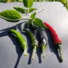 Piment Acrata el Viagra / aka Goat's Weed – Image 2