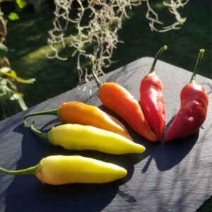 Piment Aji Cristal nuancier de couleurs