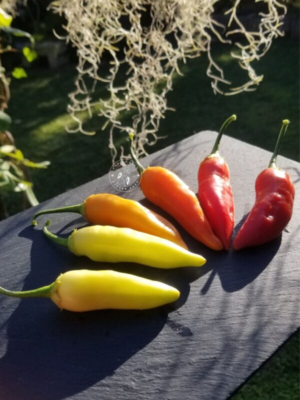 Piment Aji Cristal nuancier de couleurs