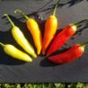Piment Aji Cristal – Image 4