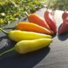 Piment Aji Cristal – Image 3