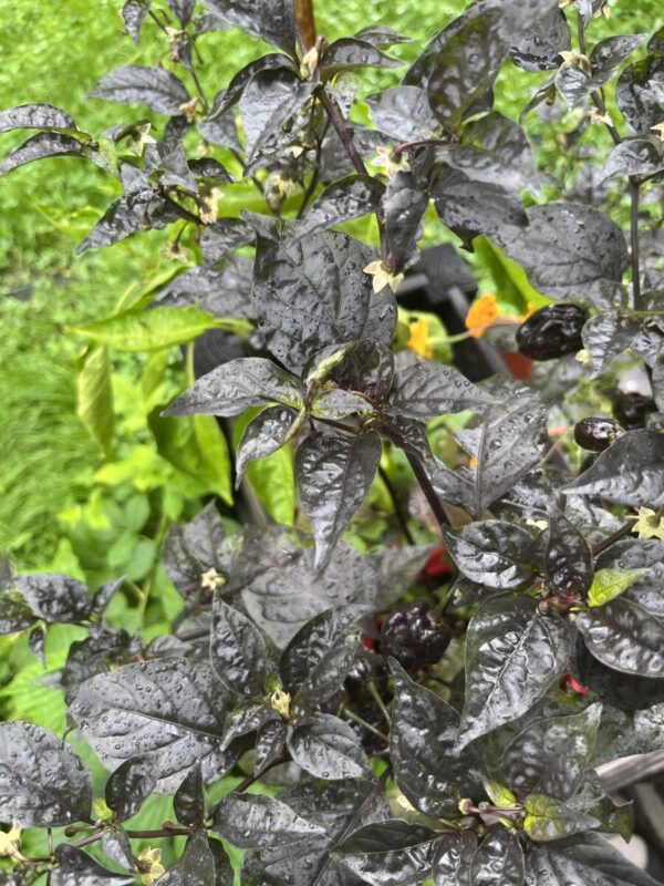 Pimenta puma