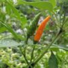 Piment Thaï Orange – Image 2