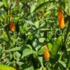Piment Thaï Orange – Image 3