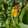 Piment Thaï Orange – Image 4
