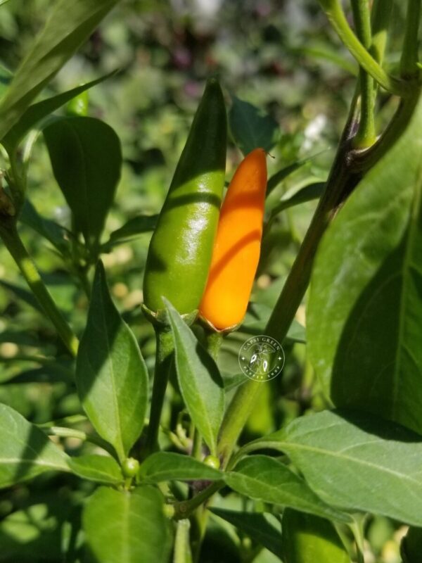 Piment Thaï Orange