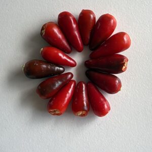 🌶 Graines de Piment Oiseau (15 graines)