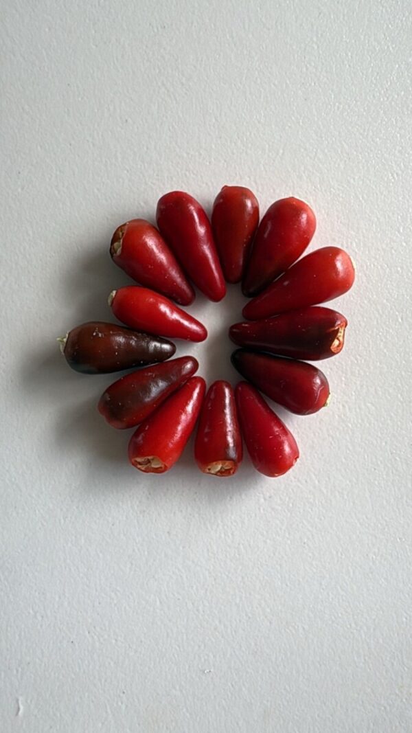 🌶 Graines de Piment Oiseau (15 graines)
