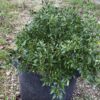 🌶 Graines de Piment Oiseau (15 graines) – Image 2