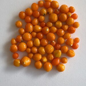 🌶 Graines d’Aji Charapita (15 graines)