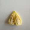 🌶 Graines de Piment Biquinho Blanc (15 graines) – Image 2