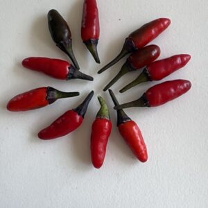 🌶 Graines de Piment Zimbabwe Black (15 graines)