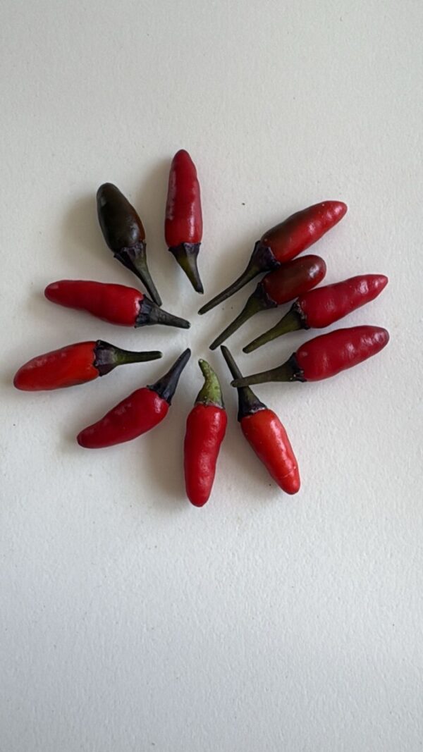 🌶 Graines de Piment Zimbabwe Black (15 graines)