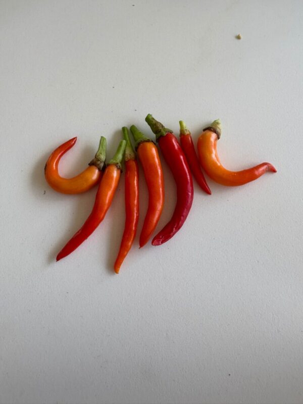 🌶 Graines de Piment Medusa (15 graines)