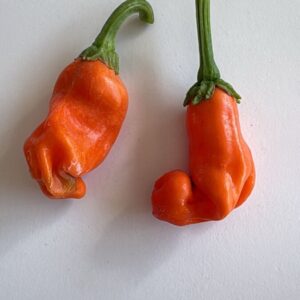 🌶 Graines de Piment Pénis Orange (15 graines)