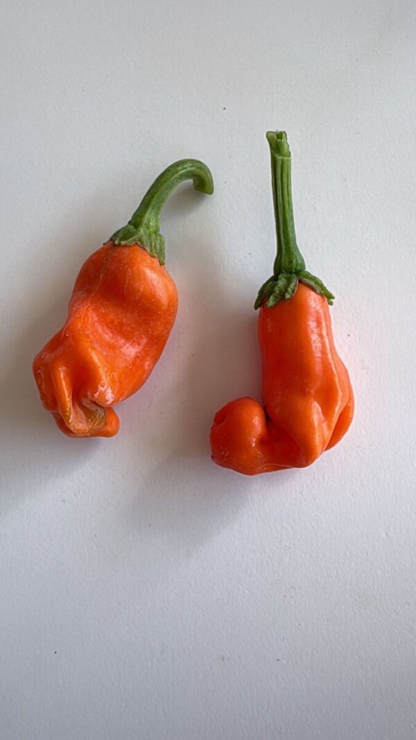 🌶 Graines de Piment Pénis Orange (15 graines)