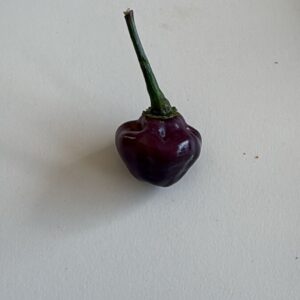 🌶 Graines de Piment Cheiro Roxa (15 graines)