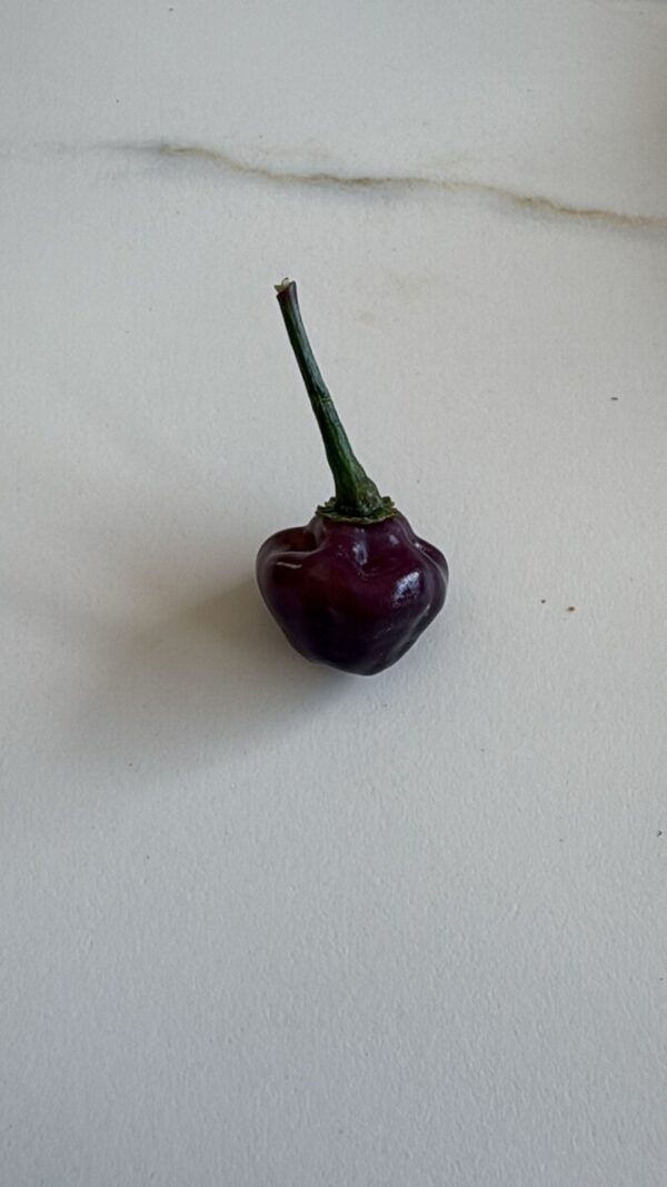 🌶 Graines de Piment Cheiro Roxa (15 graines)