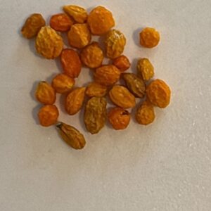 🌶 Piments secs Aji Charapita – 2 g