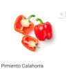 GRAINE DE PIMENT CALAHORRA ARGENTINE – Image 3