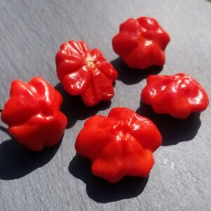 Piment Brazilian Starfish