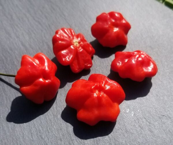 Piment Brazilian Starfish