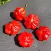 Piment Brazilian Starfish – Image 2