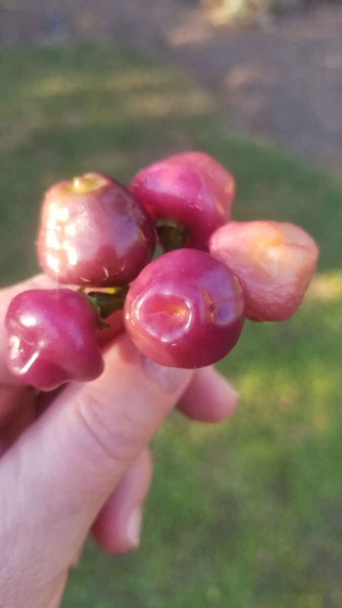 Piment Cheiro Roxa – Image 3