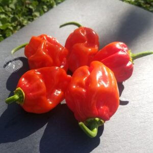 Piments Arroz con Pollo