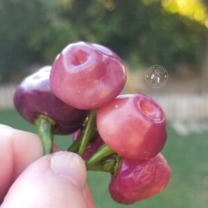 Piment Cheiro Roxa - Vente de graines.