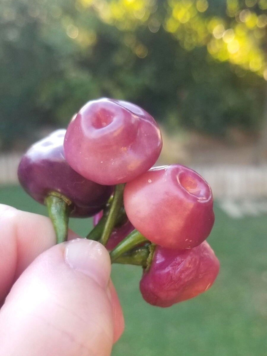 Piment Cheiro Roxa. Graines Capsi Green