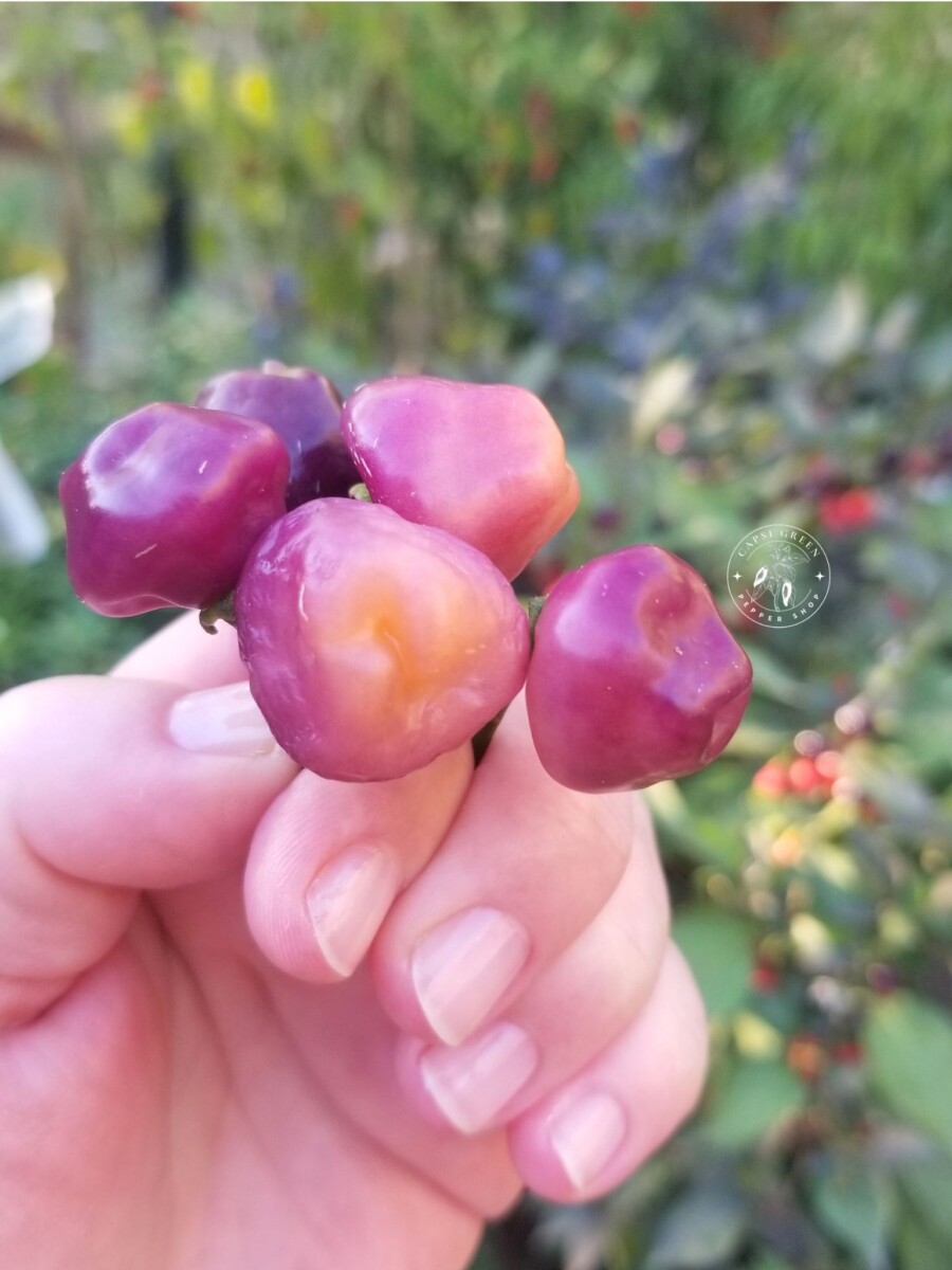 Piment Cheiro Roxa – Image 2