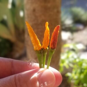 Piment sauvage (wild) : Chiltepin Miracielo Amarillo. Vente de graines Capsigreen.