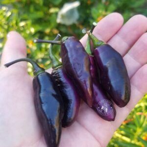 Pimenta de Neyde : vente de graines.