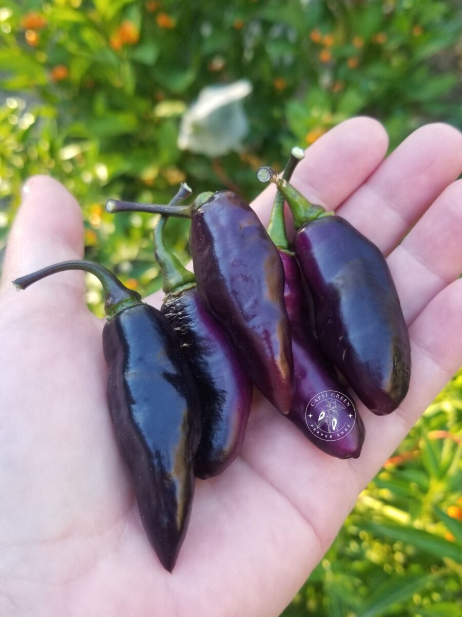 Pimenta de Neyde : vente de graines.