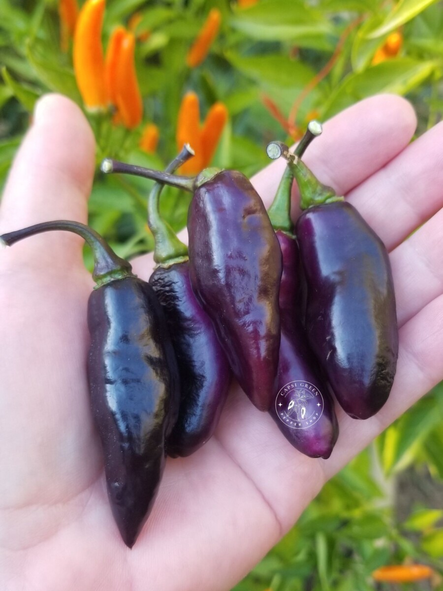 Pimenta de Neyde – Image 2