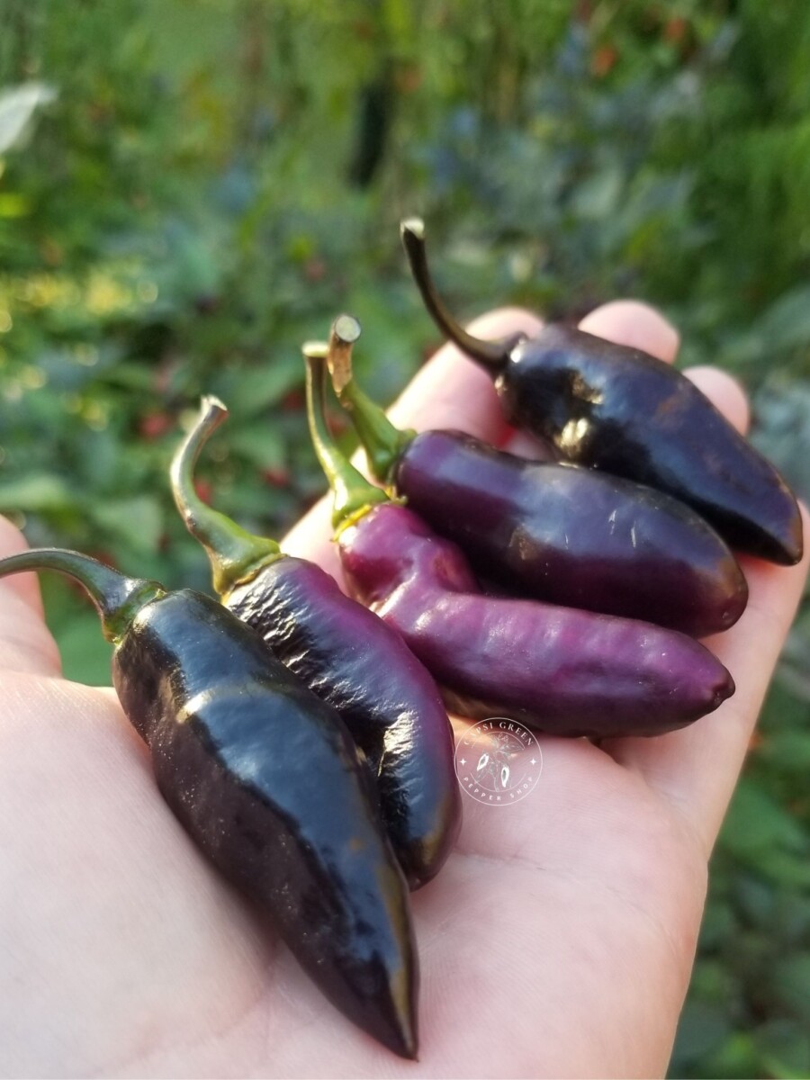 Pimenta de Neyde – Image 3