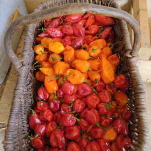 Mix habanero
