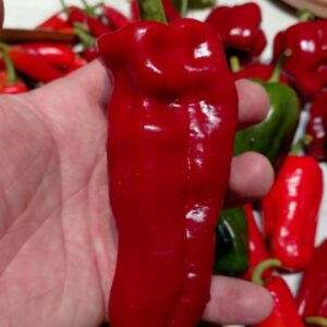 Urfa biber - piment urfa