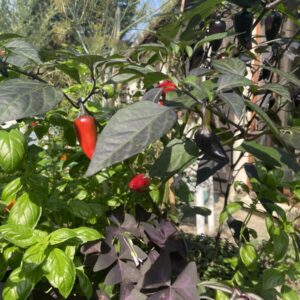 Piment comte dracula (Pollinisation controlée)